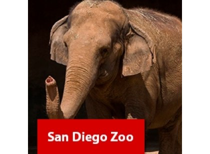 San Diego Zoo Park - 1 dia